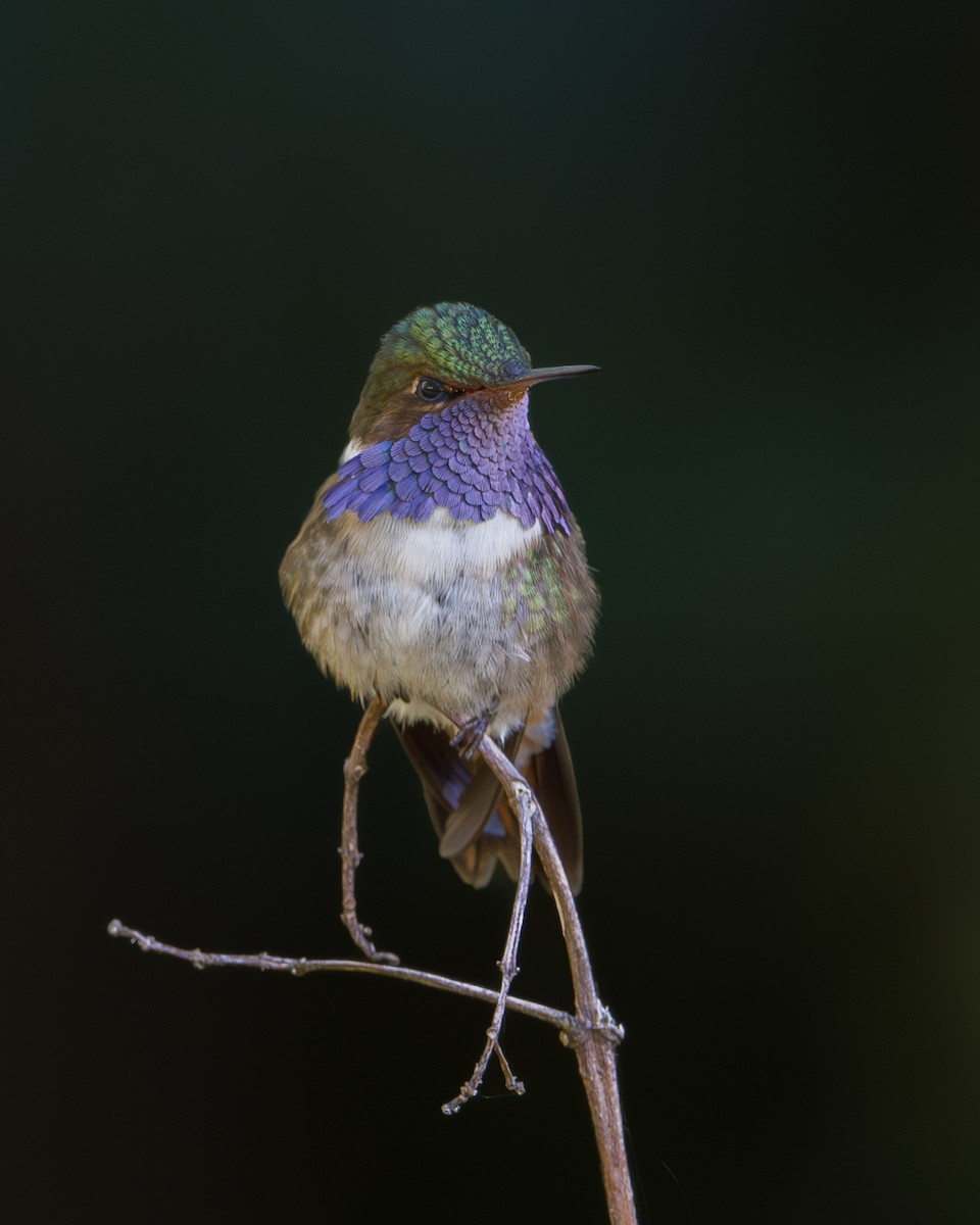 バラエリフトオハチドリ（torridus） - ML646793928