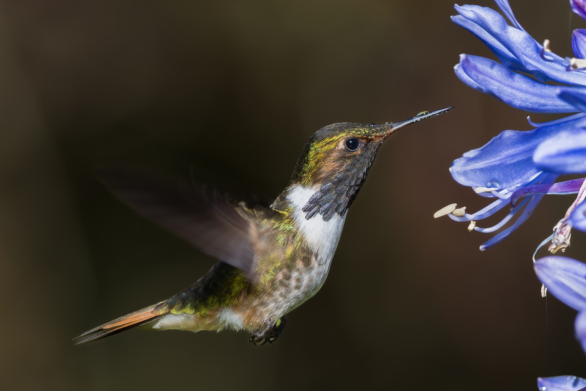 バラエリフトオハチドリ（torridus） - ML646793929