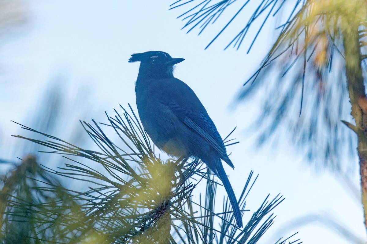 Стеллерова сойка [группа diademata] - ML646793930