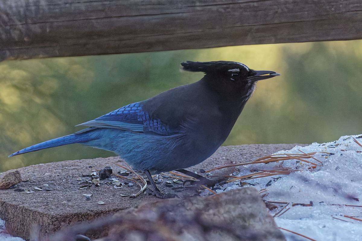 Стеллерова сойка [группа diademata] - ML646793931