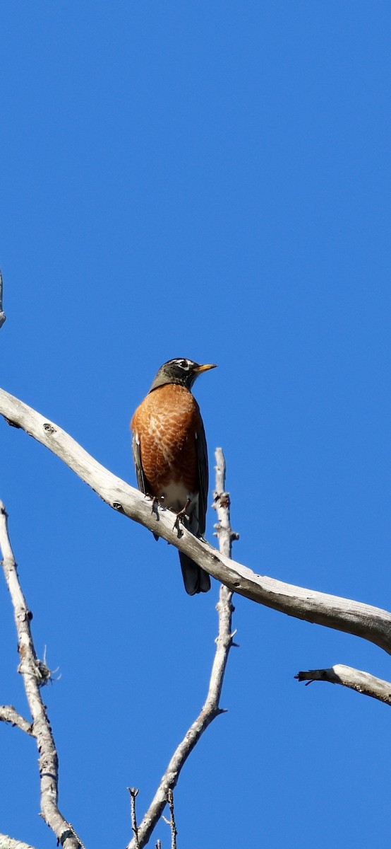 Zorzal Americano - ML646793933