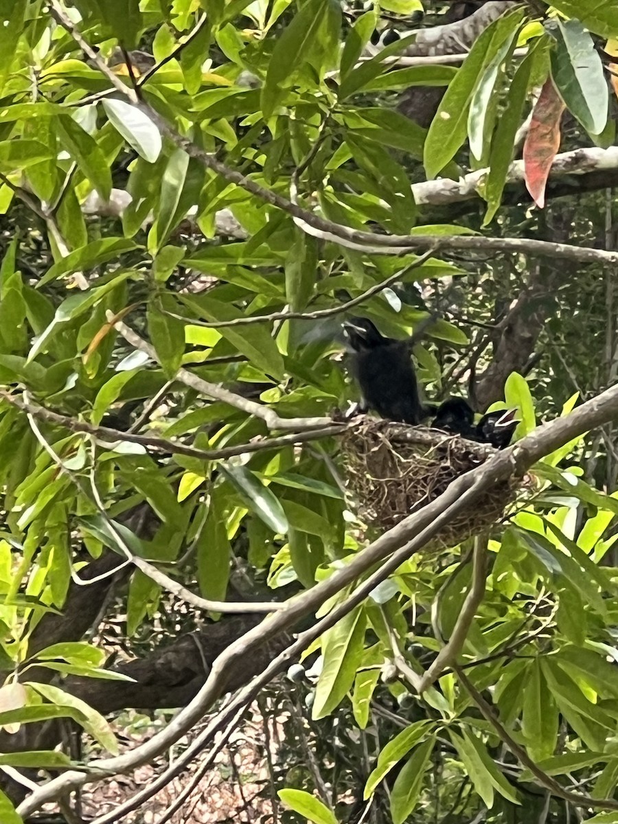 brokadedrongo - ML646793935