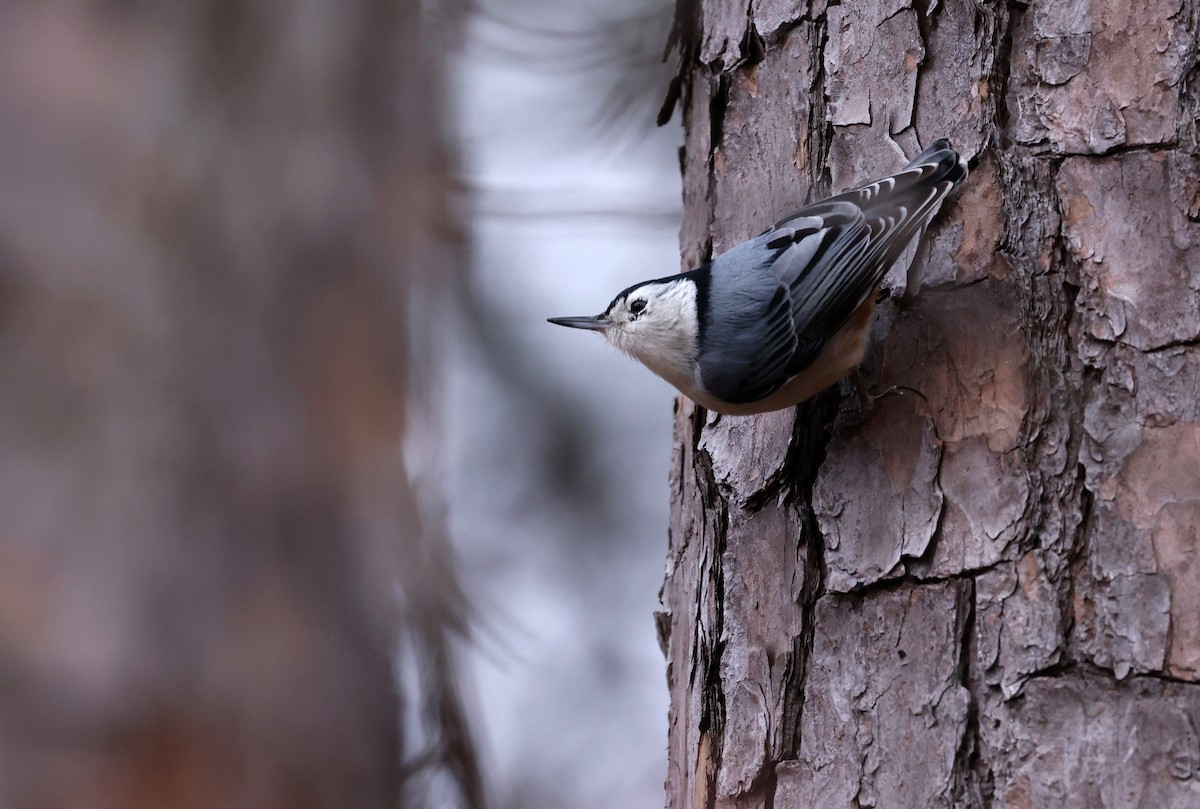 White-breasted Nuthatch - ML646793936