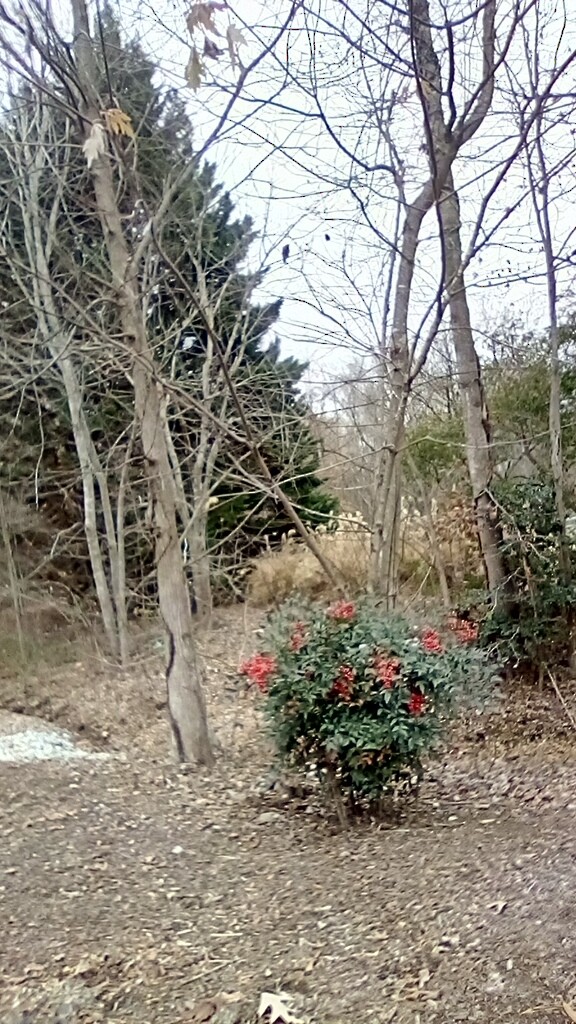 Accipitridae sp. (tipo busardo) - ML646793937