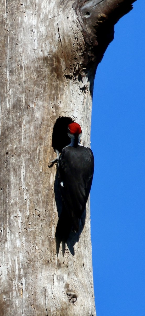 Picamaderos Norteamericano - ML646793939