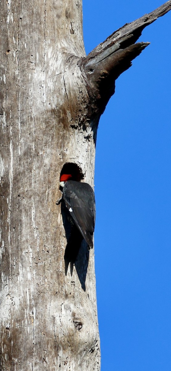 Picamaderos Norteamericano - ML646793940