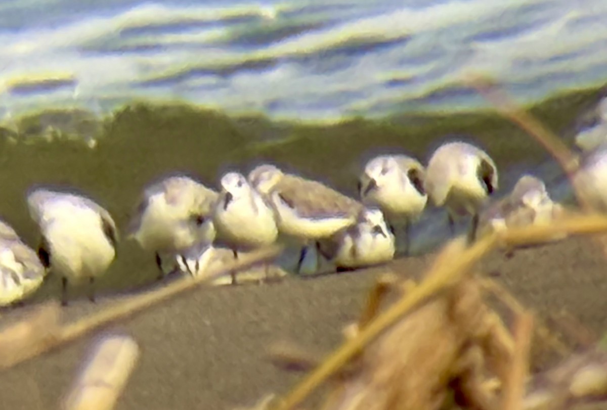 Sanderling - ML646793942