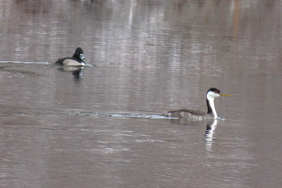 Western Grebe - ML646793944