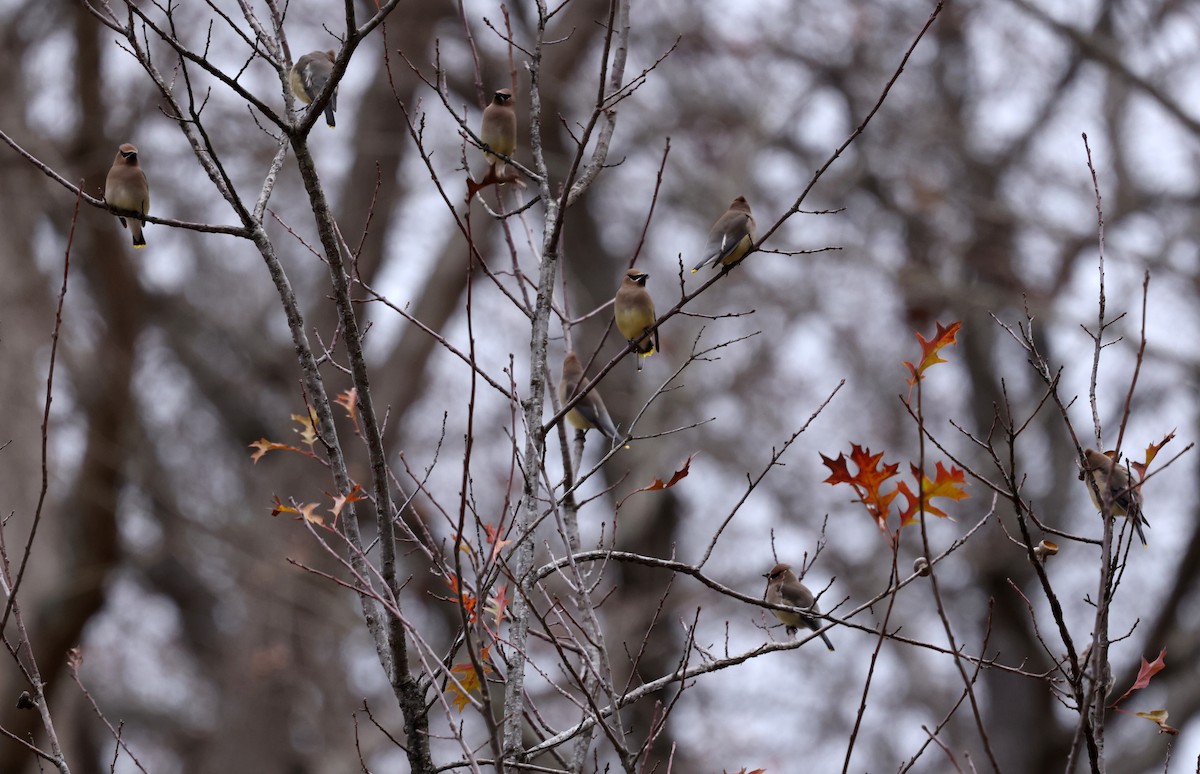Cedar Waxwing - ML646793945