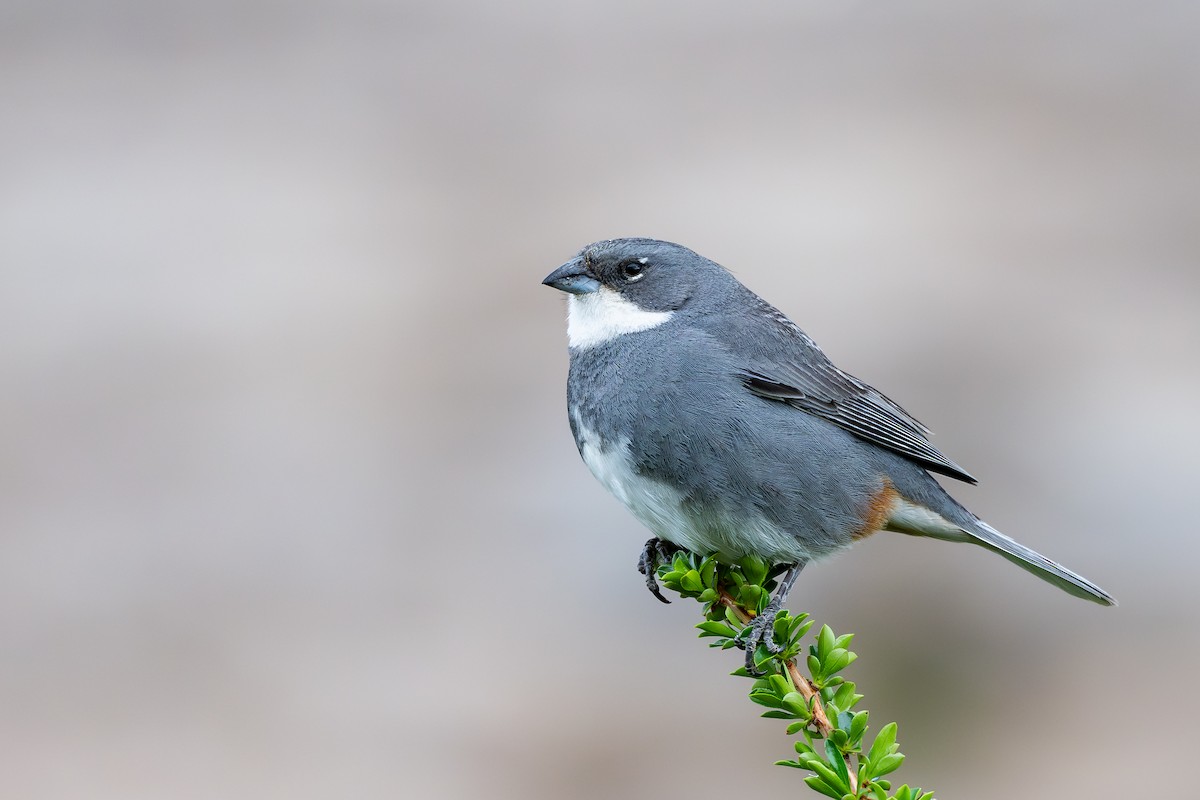 Duika İspinozu - ML646793949