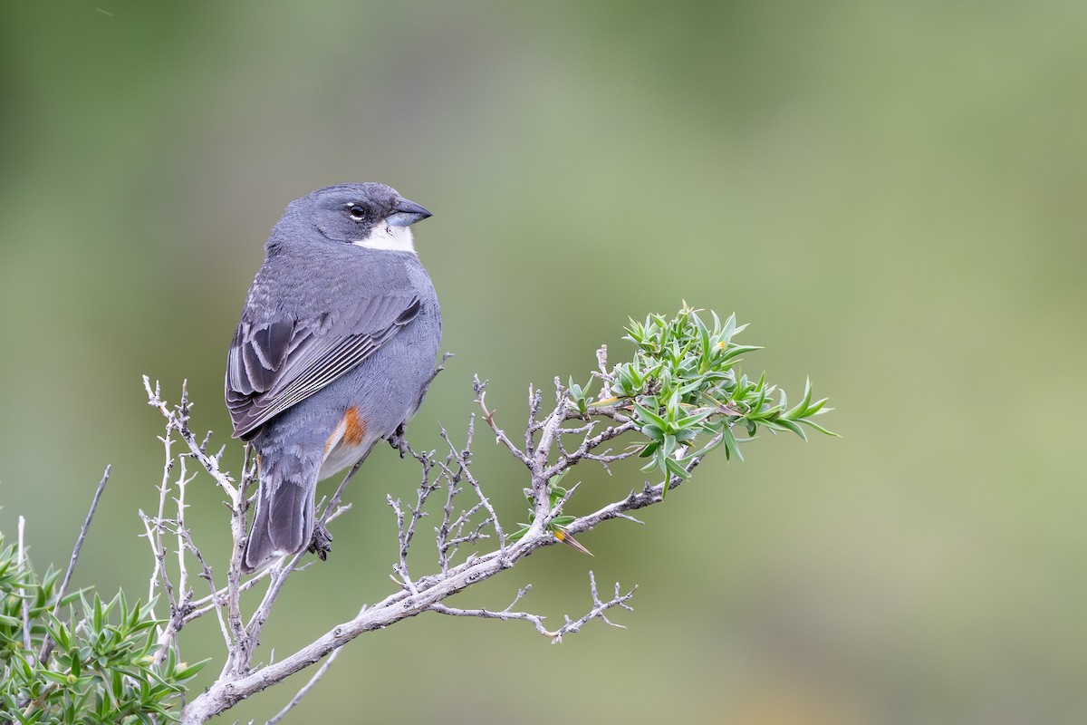 Duika İspinozu - ML646793950