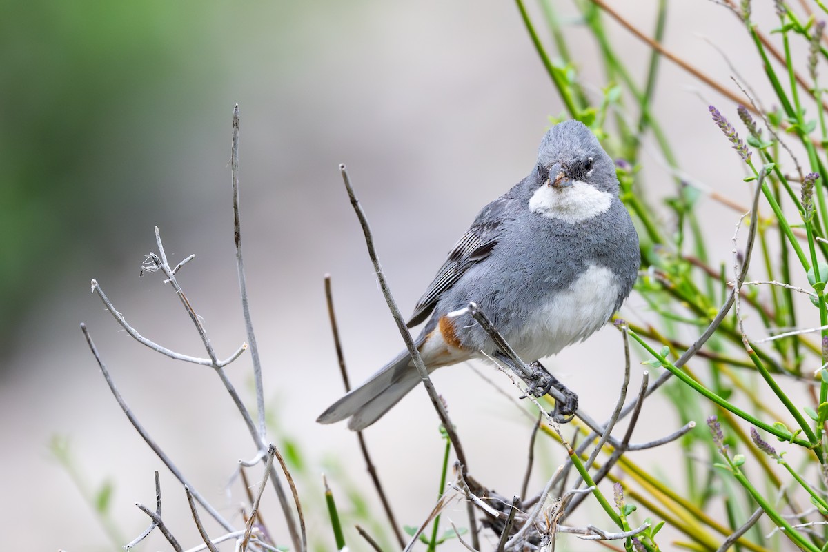 Duika İspinozu - ML646793951