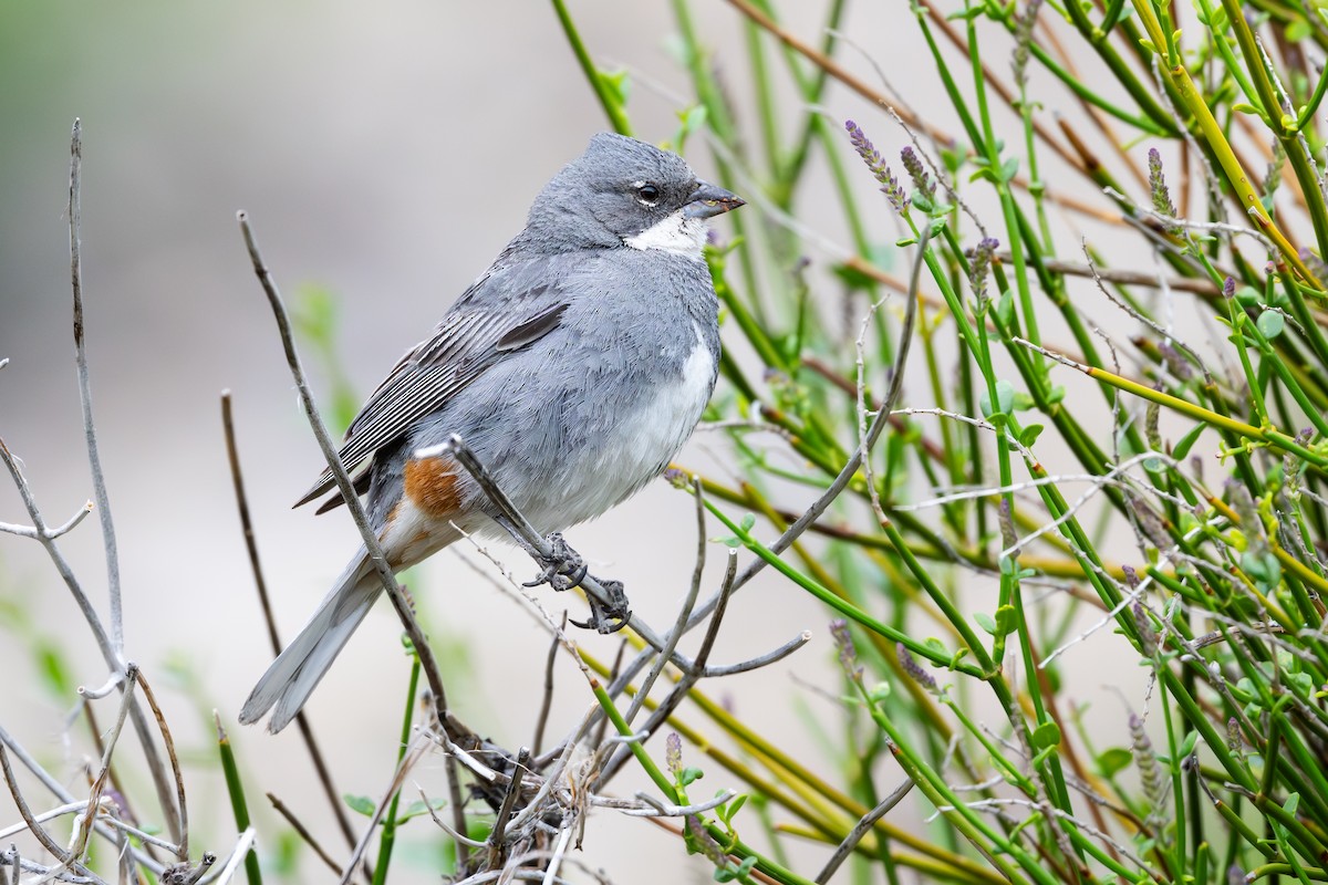 Діука південна - ML646793952