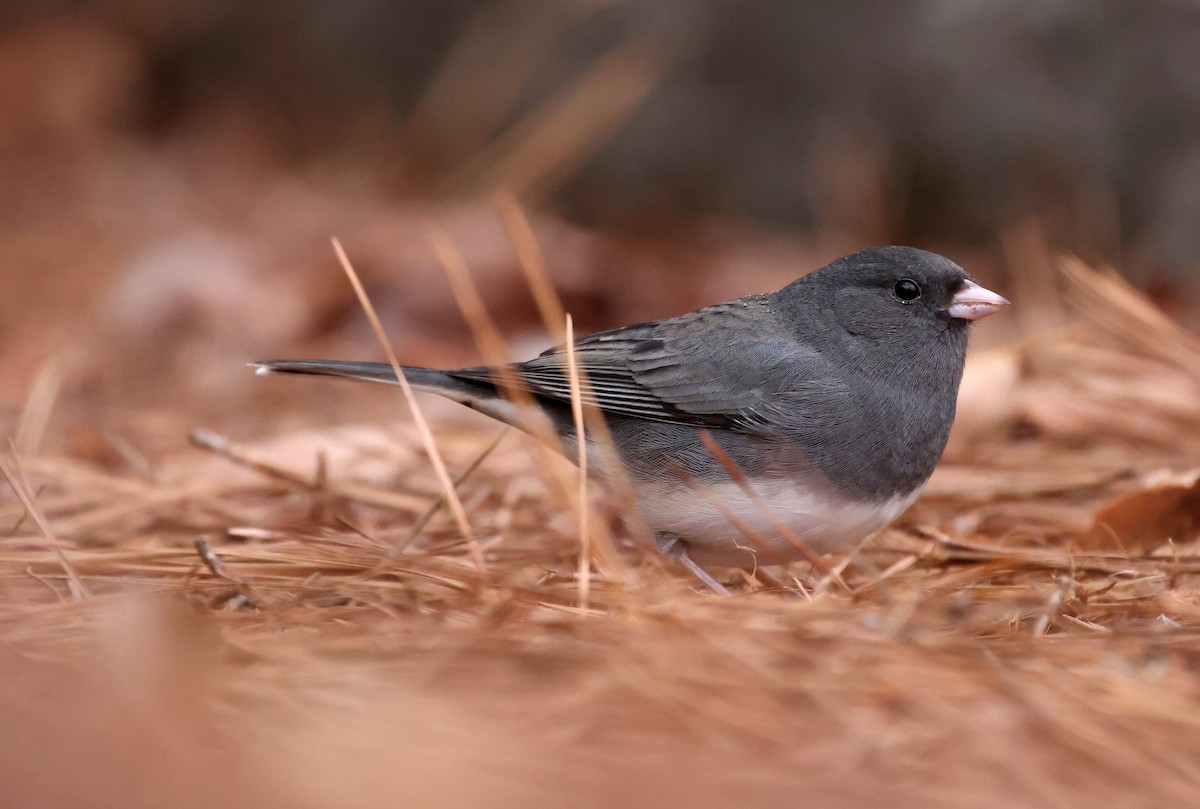 Юнко сірий - ML646793953