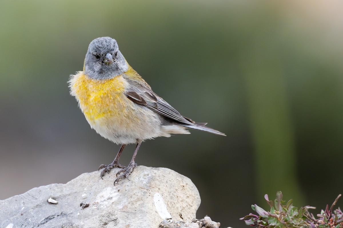 Gray-hooded Sierra Finch - ML646793954
