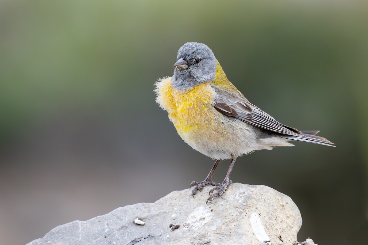 Вівсянчик патагонський - ML646793955