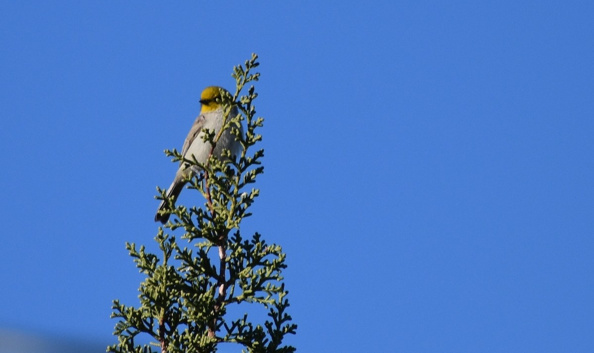 Ремез американський - ML646793956