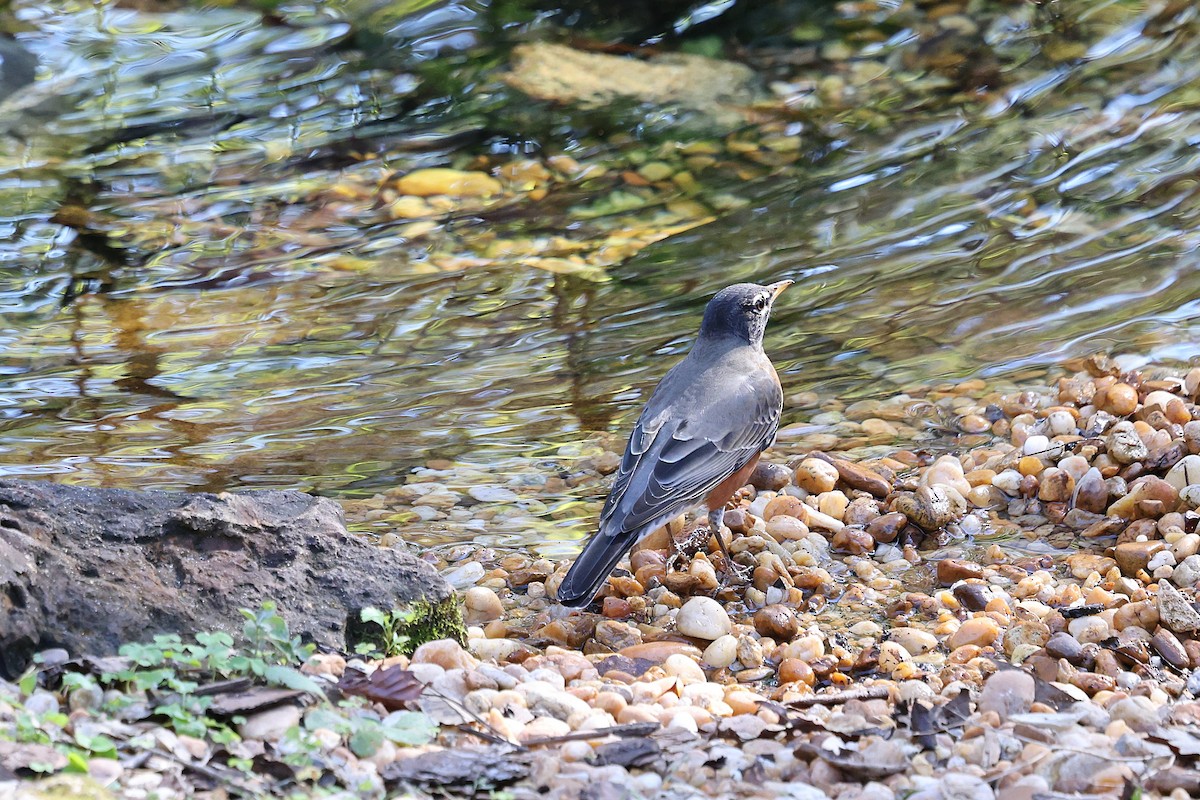 Дрізд мандрівний - ML646793957