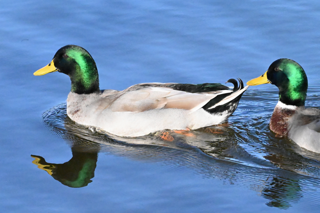 Крижень звичайний - ML646793958