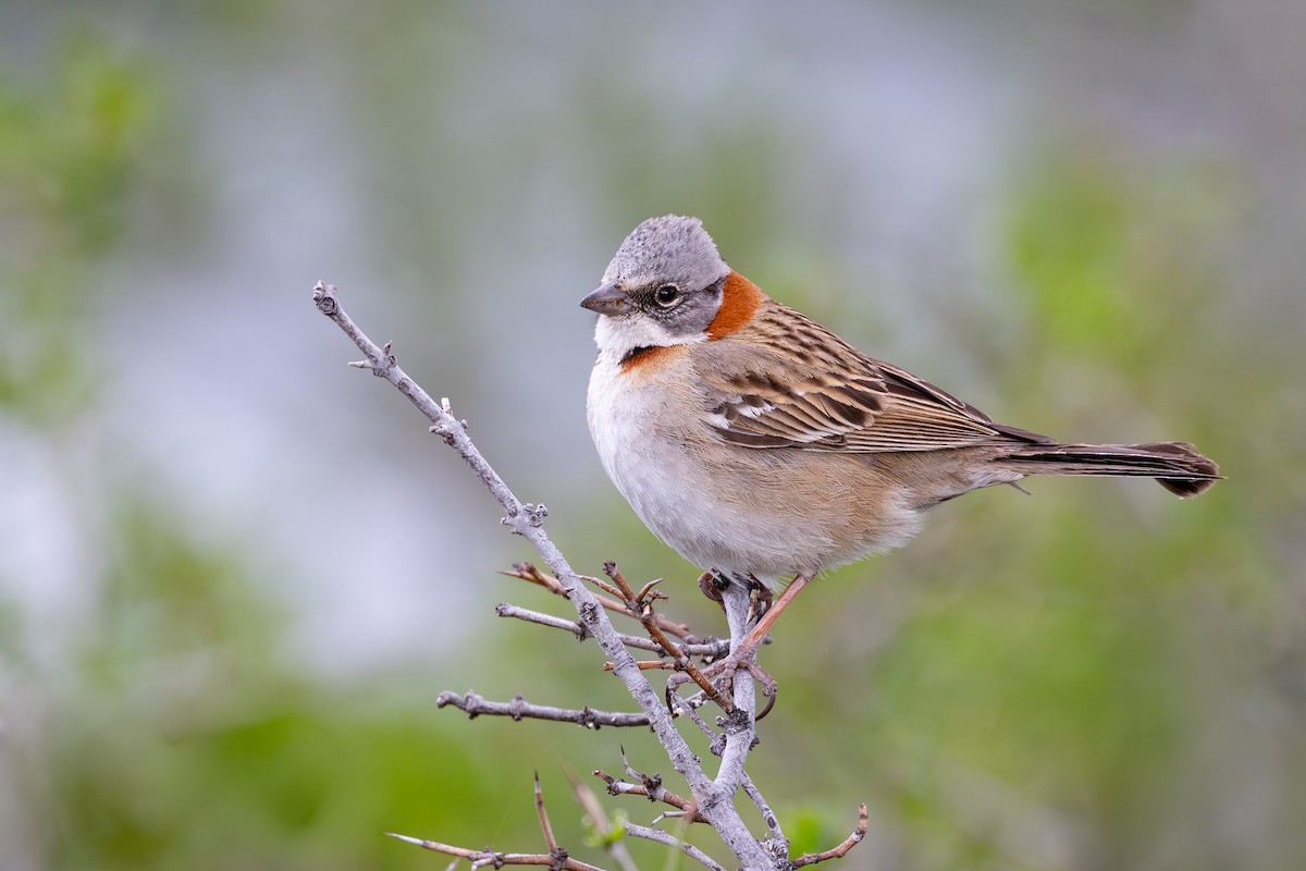 Бруант рудошиїй - ML646793959