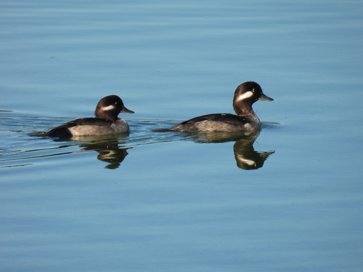Гоголь малий - ML646793961