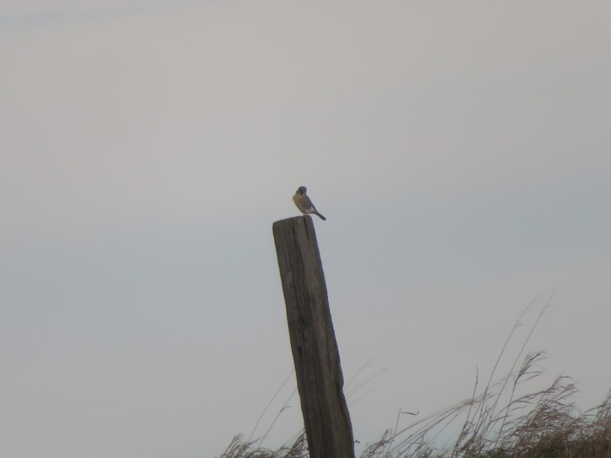 Боривітер американський - ML646793962