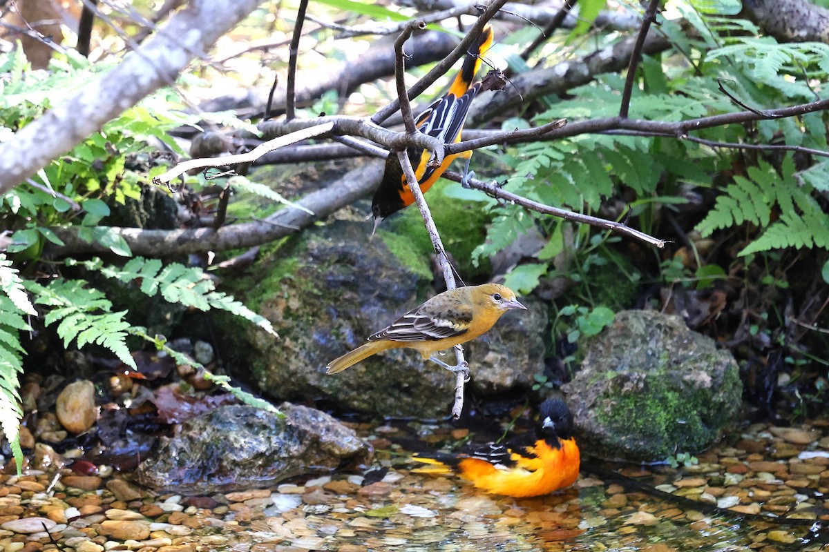 Трупіал балтиморський - ML646793963