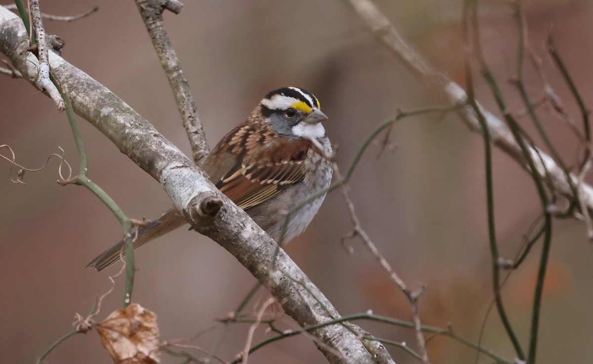 Бруант білогорлий - ML646793965