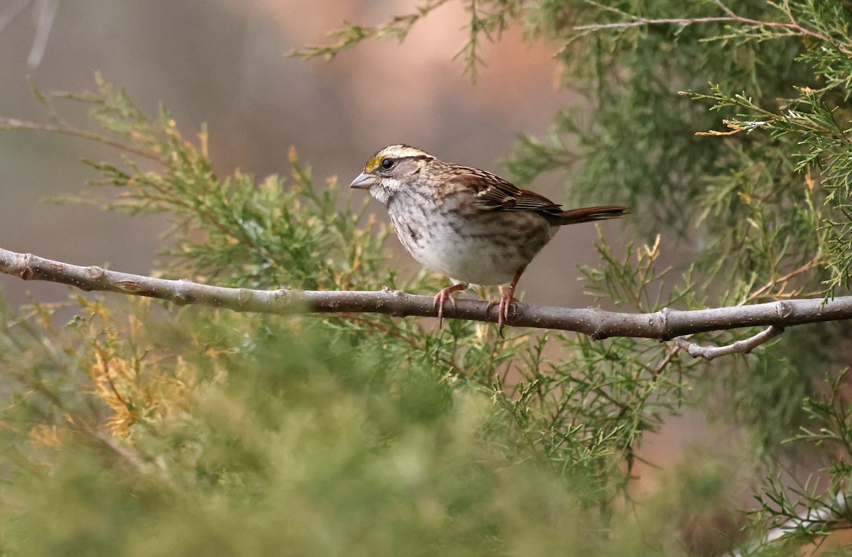 Бруант білогорлий - ML646793966