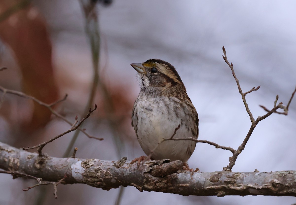 Бруант білогорлий - ML646793967