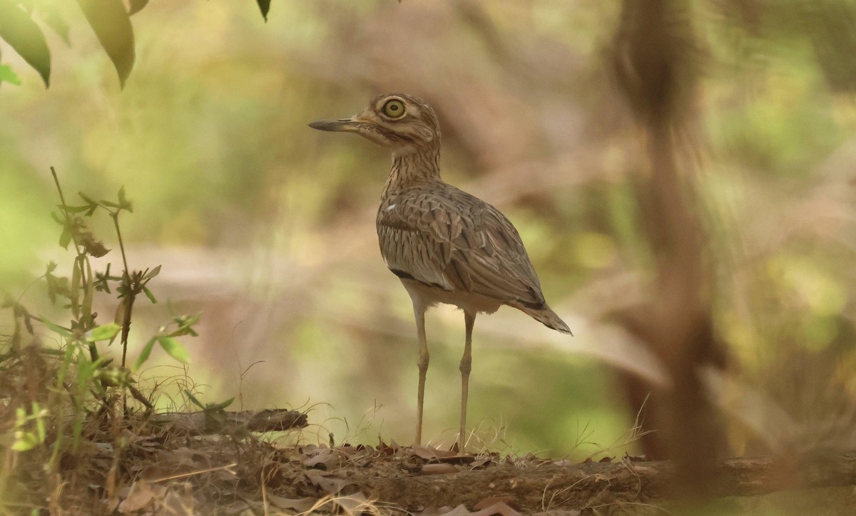 Лежень річковий - ML646793968