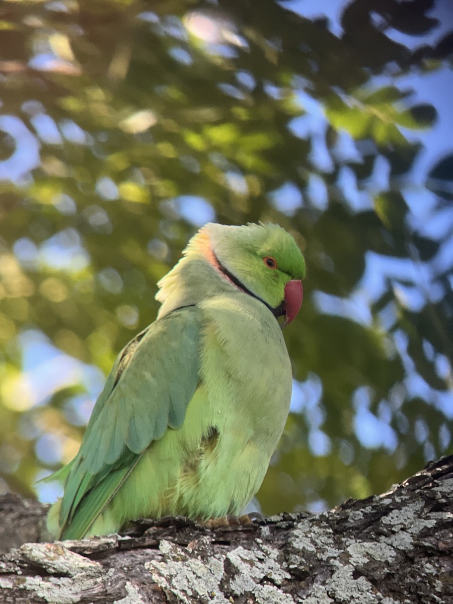 Папуга Крамера - ML646793969