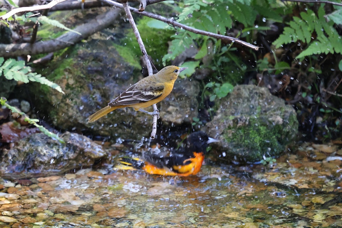 Трупіал балтиморський - ML646793970