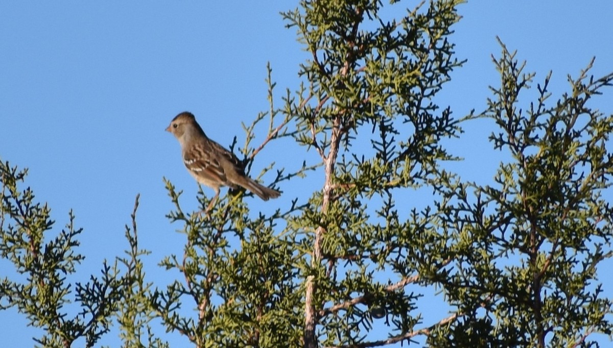 Бруант білобровий - ML646793971