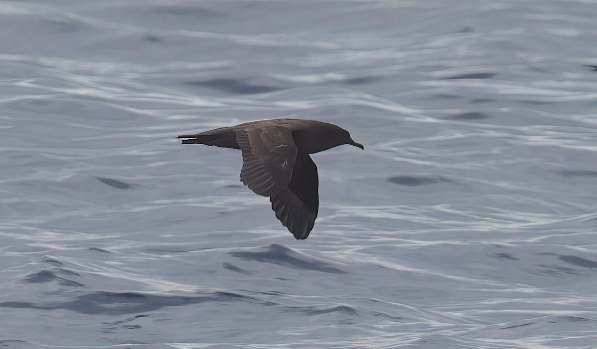 Christmas Shearwater - ML646793972