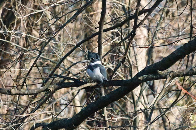 Рибалочка-чубань північний - ML646793973