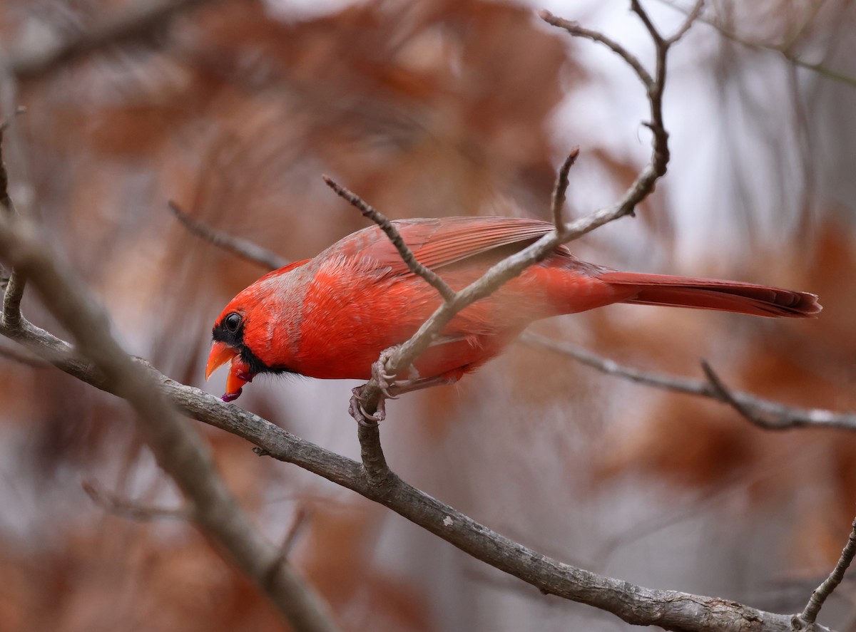 Кардинал червоний - ML646793974