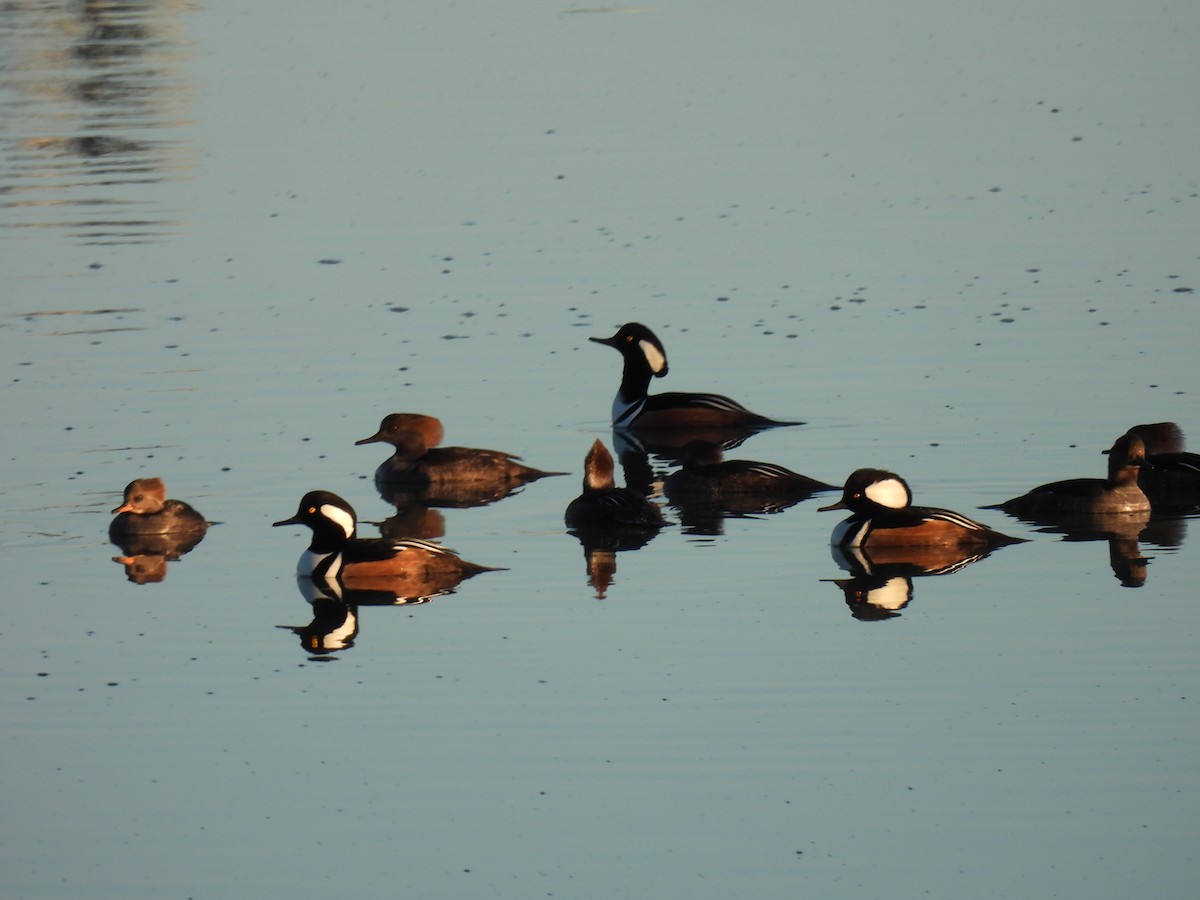 Крех жовтоокий - ML646793975