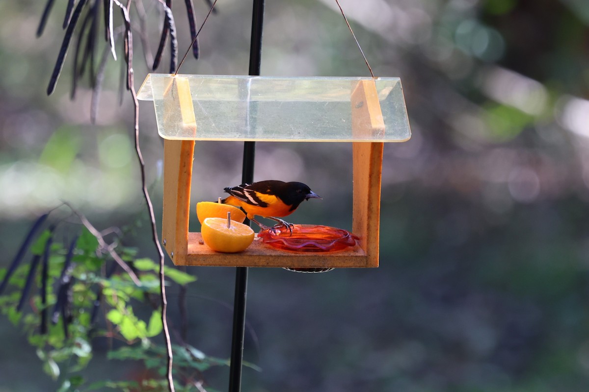 Трупіал балтиморський - ML646793976