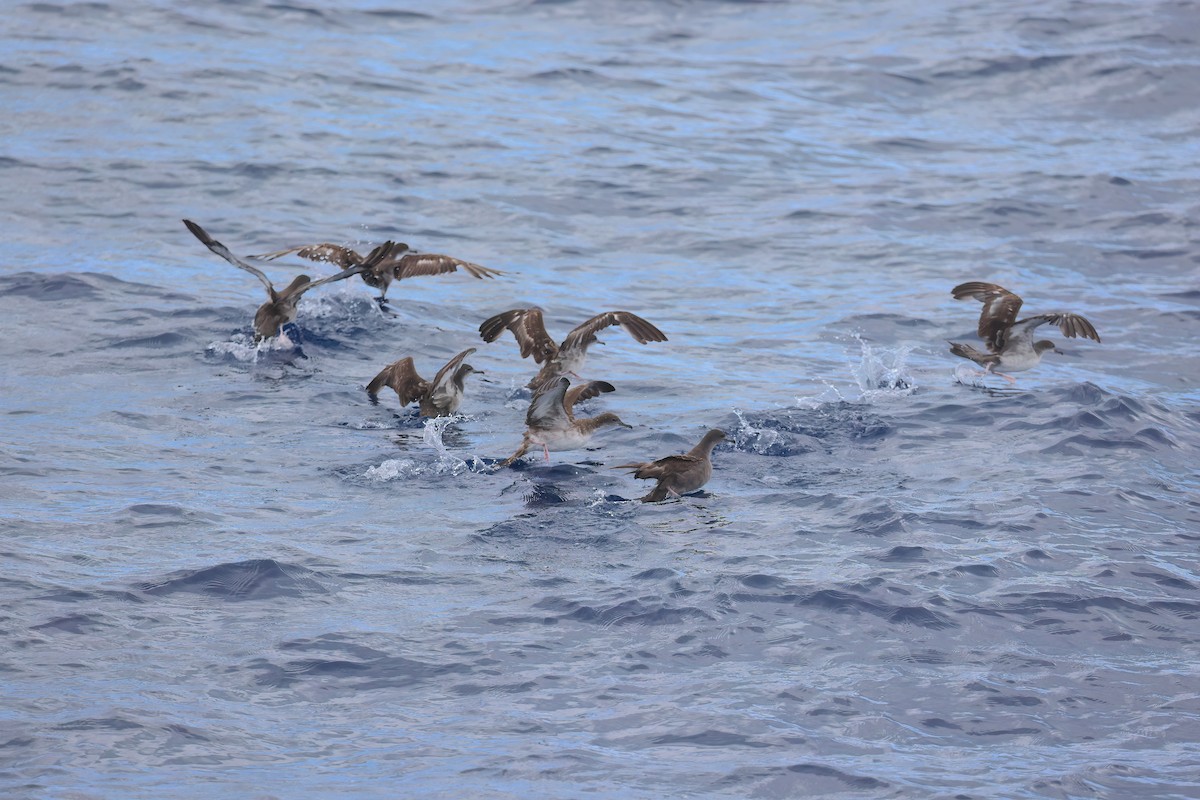 Буревісник клинохвостий - ML646793978