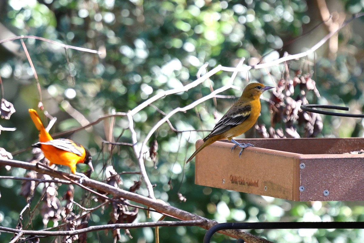 Трупіал балтиморський - ML646793980