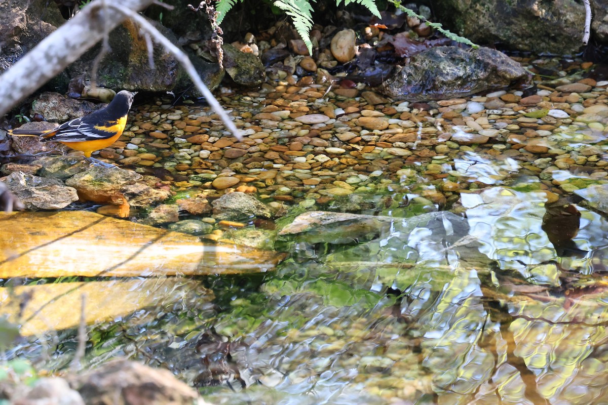 Трупіал балтиморський - ML646793982