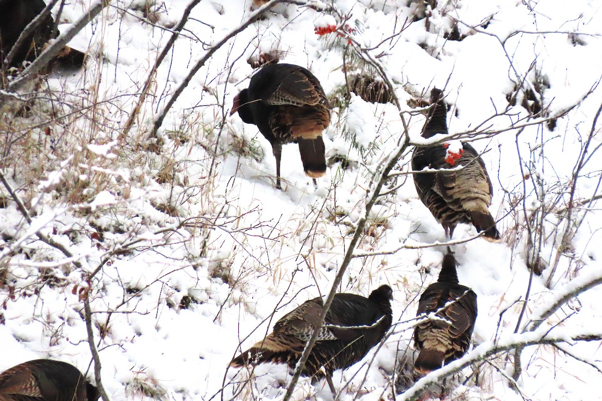 Індик великий - ML646793983