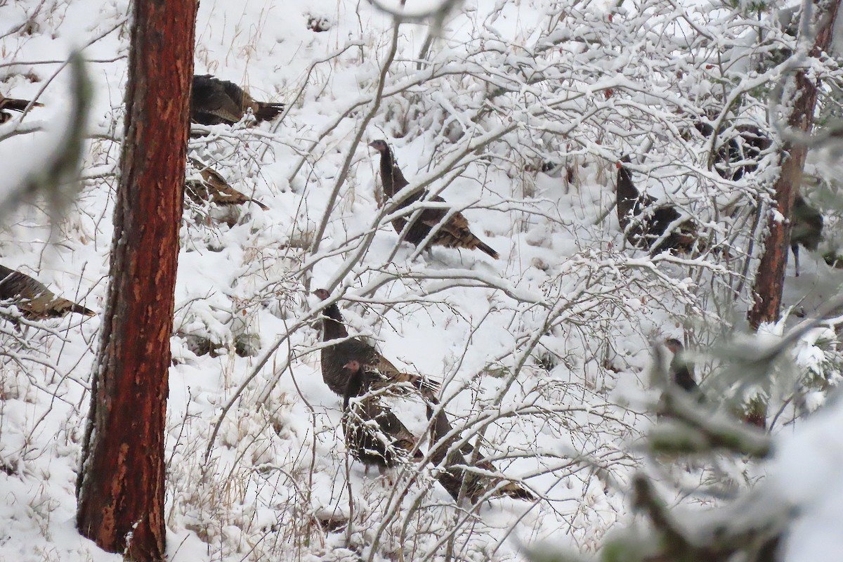 シチメンチョウ - ML646793984