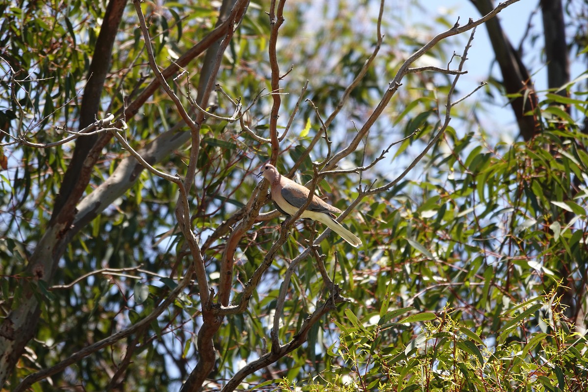 Горлиця мала - ML646793985