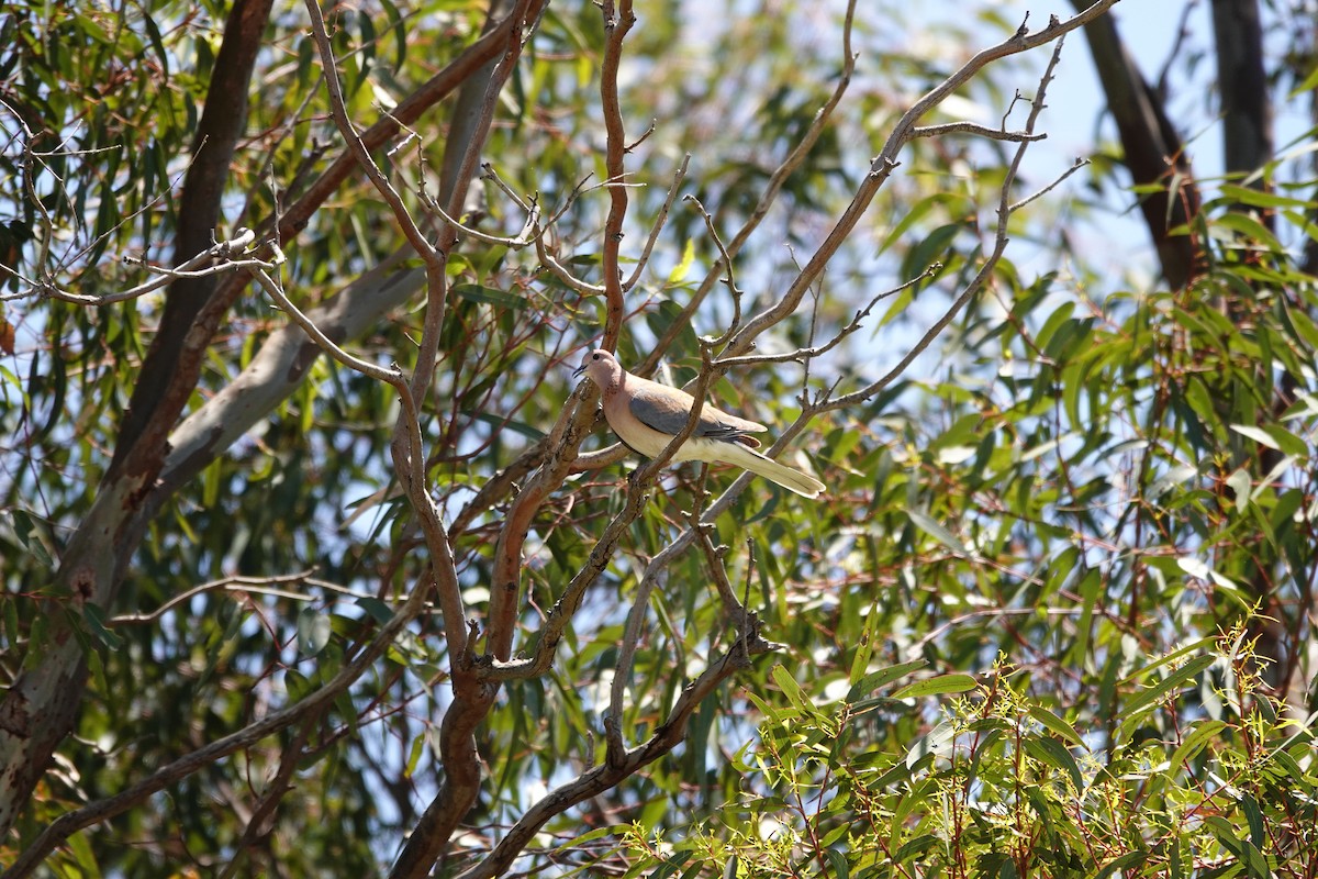 Горлиця мала - ML646793986