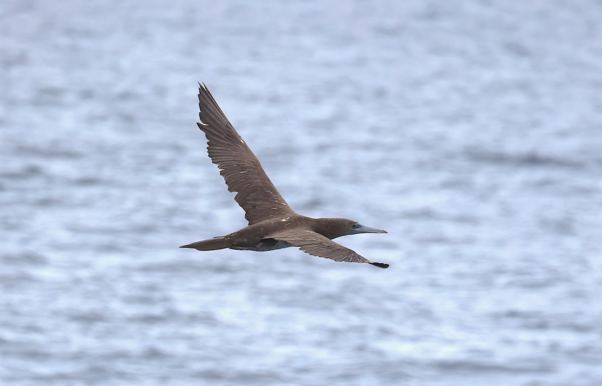 Сула білочерева - ML646793987