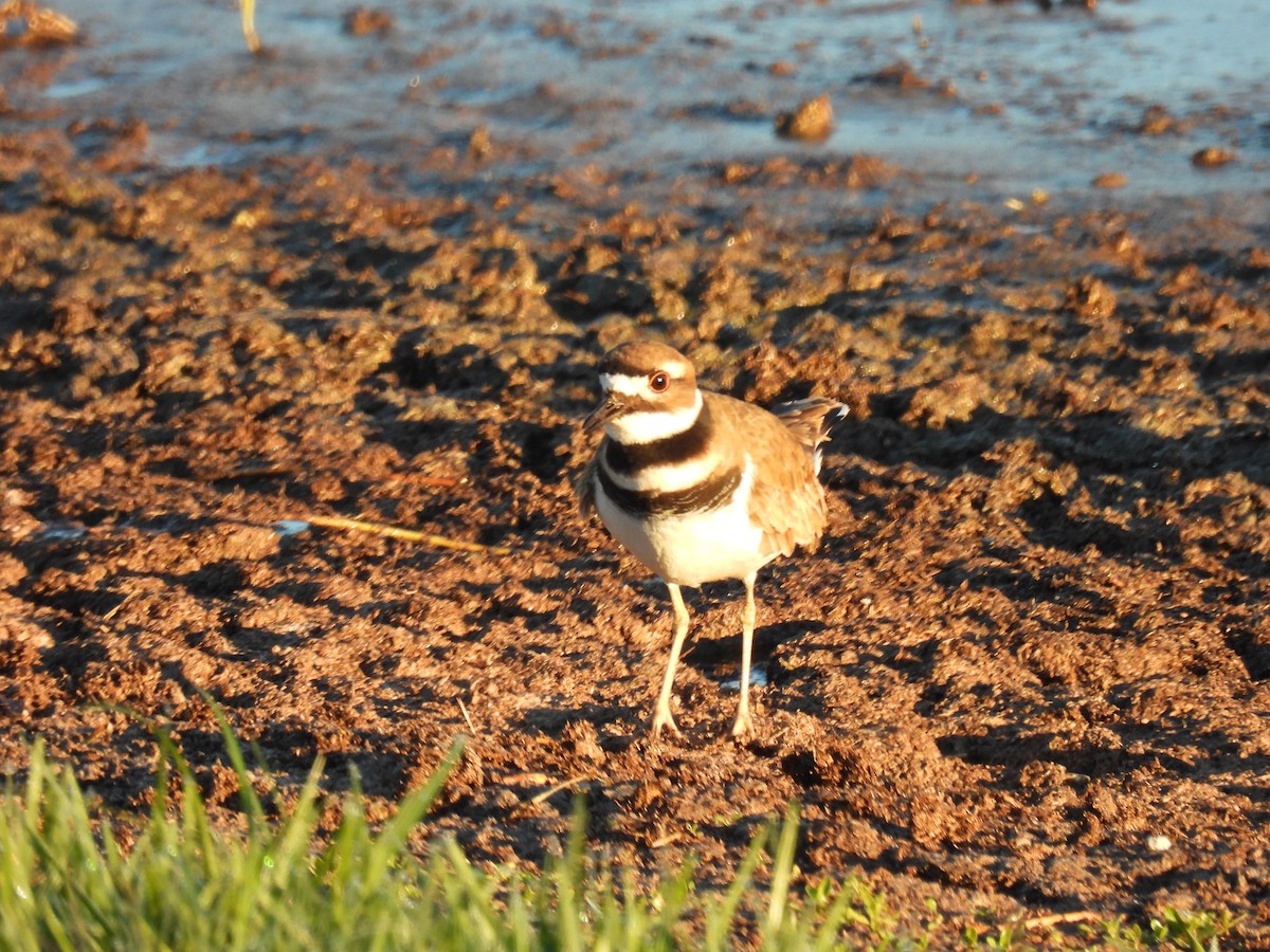 Killdeer - ML646793988