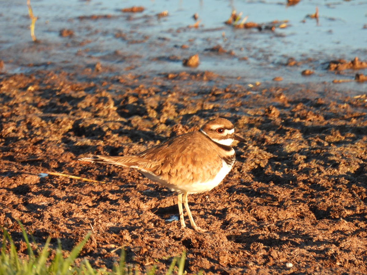 Killdeer - ML646793989