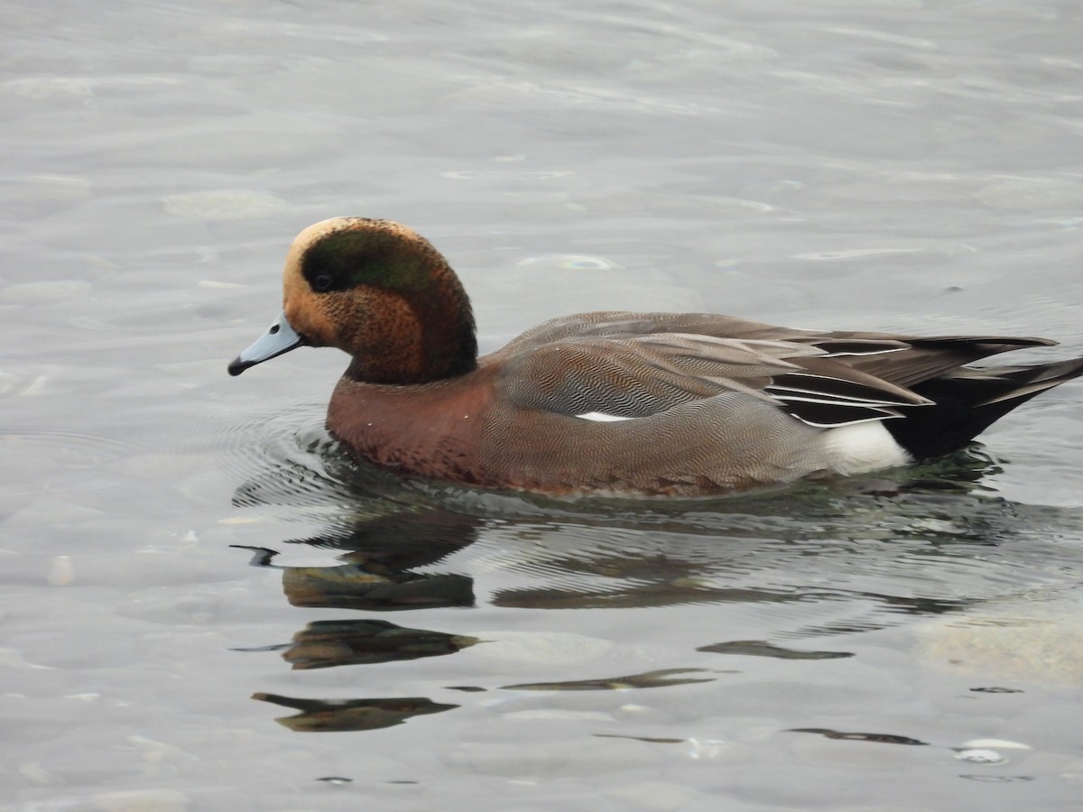Свищ євразійський х свищ американський - ML646793992